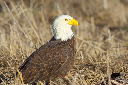 A close up of an American bald eagle resting on the ground in late winter in north Idaho.
