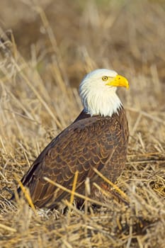 A close up of an American bald eagle resting on the ground in late winter in north Idaho.