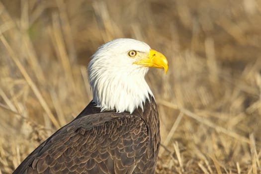 A close up of an American bald eagle resting on the ground in late winter in north Idaho.