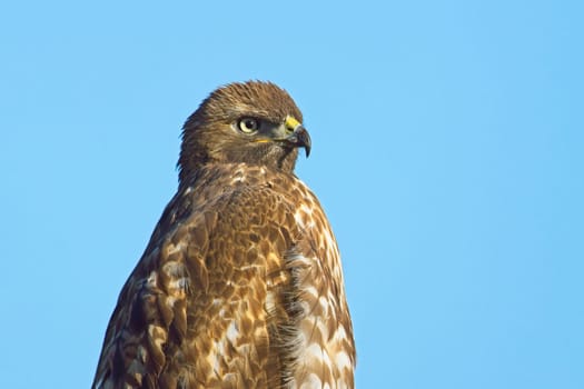 A close up portraiture of a red tailed hawk against a blue sky in eastern Washington.