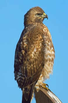 A close up of a red tailed hawk perched on a wooden post against a blue sky in eastern Washington.