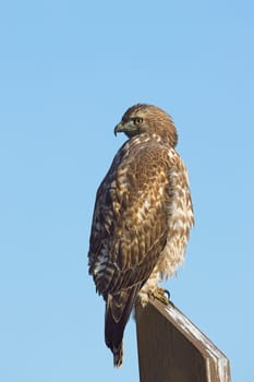 A close up of a red tailed hawk perched on a wooden post against a blue sky in eastern Washington.