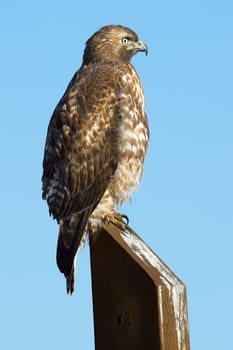 A close up of a red tailed hawk perched on a wooden post against a blue sky in eastern Washington.