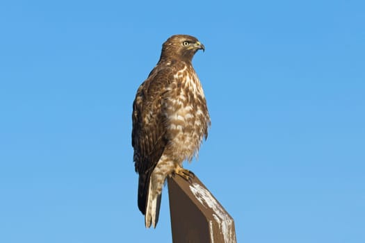 A close up of a red tailed hawk perched on a wooden post against a blue sky in eastern Washington.