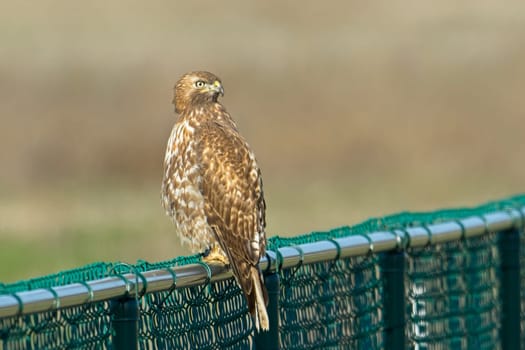 A red tailed hawk perches on a green metal fence  in eastern Washington.