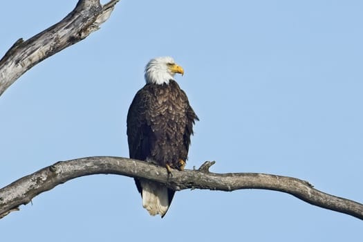 An adult American Bald Eagle is perched on a barren branch in Bonners Ferry, Idaho.