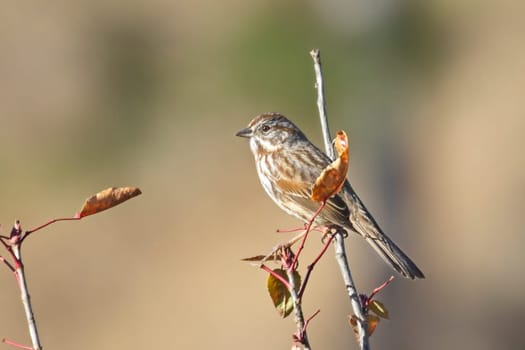 A cute song sparrow is perched on a twig near Hauser, Idaho.