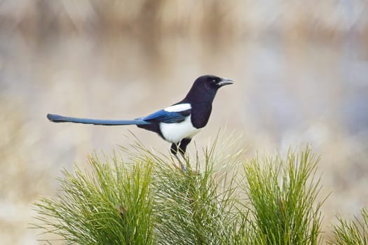 A cute magpie is perched on a small pine tree bough near Liberty Lake, Washington.
