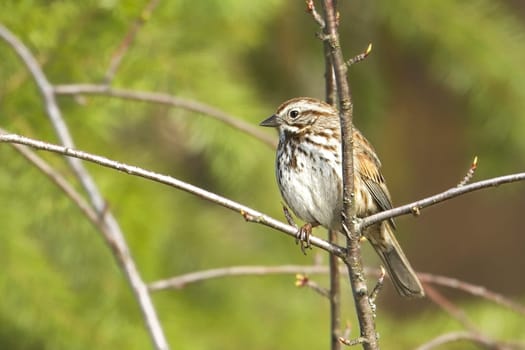 A small song sparrow perches on a small twig in north Idaho.