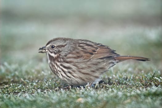 A small song sparrow walks on the ground foraging for food in north Idaho.