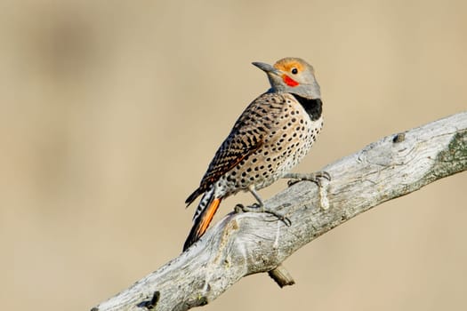 A northern flicker is perched on a barren branch at Turnbull Wildlife Refuge in Cheney, Washington.