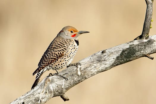 A northern flicker is perched on a barren branch at Turnbull Wildlife Refuge in Cheney, Washington.