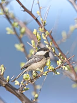 A portraiture of a small black capped chickadee songbird perched on a twig in Coeur d'Alene, Idaho