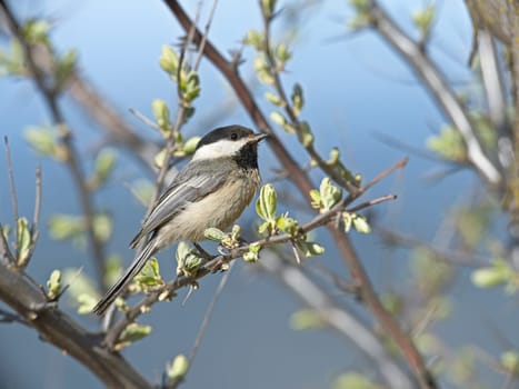 A close up of a small black capped chickadee perched on a small twig in Coeur d'Alene, Idaho.