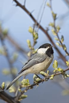 A portraiture of a small black capped chickadee songbird perched on a twig in Coeur d'Alene, Idaho