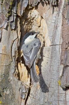 A small black capped chichadee is perched on the edge of a hole in a tree in Coeur d'Alene, Idaho.
