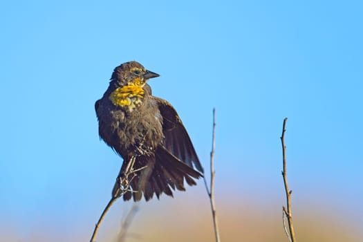 A small female yellow headed black bird is perched on a small twig set against the blue sky.