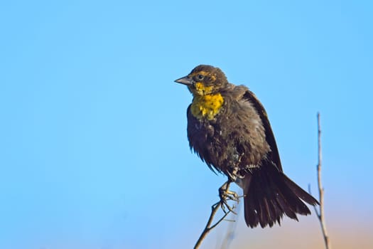 A small female yellow headed black bird is perched on a small twig set against the blue sky.