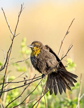 A small female yellow headed black bird is perched on a small twig set against the vegetation