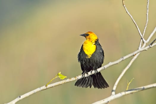 A pretty male yellow headed blackbird is perched on a small branch near Libtery Lake, Washington.