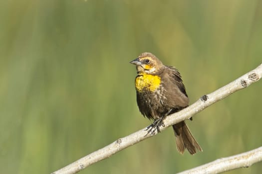 A small female yellow headed black bird is perched on a small branch set against the vegetation