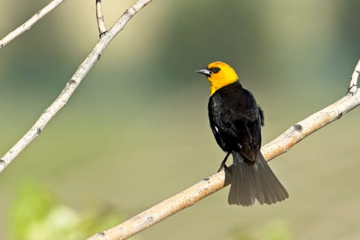 A pretty male yellow headed blackbird is perched on a small branch near Libtery Lake, Washington.