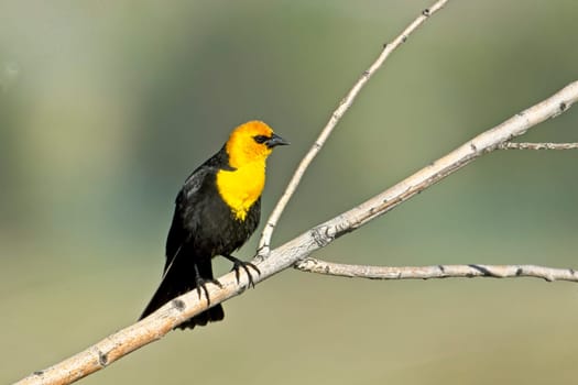 A pretty male yellow headed blackbird is perched on a small branch near Libtery Lake, Washington.