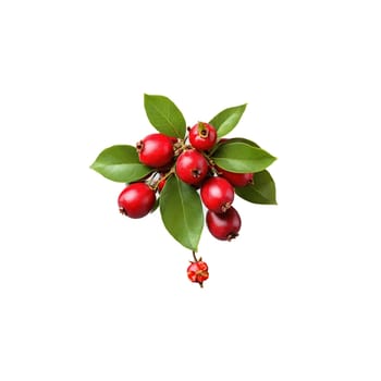 Miracle fruit with small red berries and green leaves in cluster Food and culinary concept. Food isolated on transparent background.