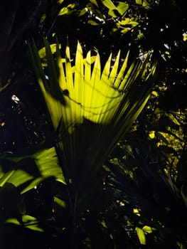 Sunlit vibrant green leaves stand out in a dark tropical forest.