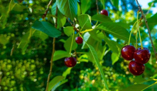Red and sweet cherries on a branch just before harvest in early summer. High quality photo
