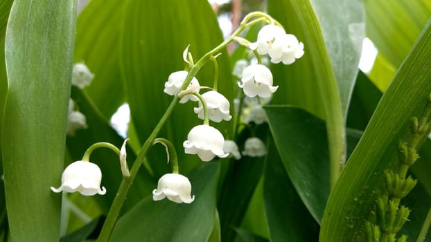Lily of the valley close-up, detailed bright macro photo. The concept of spring, may, summer. Floral background.