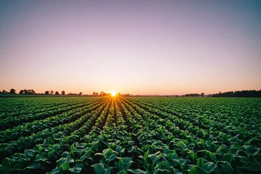 A tranquil field of crops basks in the warm, golden light of either sunrise or sunset, with the sun near the horizon casting a serene glow over the neatly organized rows of green leaves.
