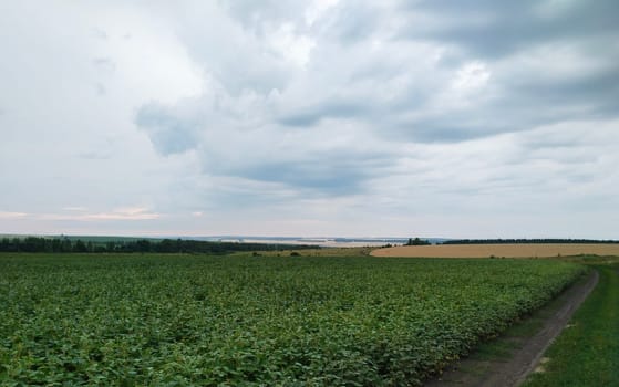 A dirt path winds through a vast green field under a cloudy sky. The distant horizon features a line of trees and a body of water.