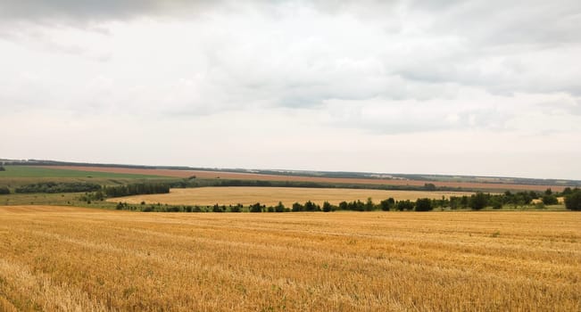 A vast field of golden wheat stretches out under a cloudy sky. The landscape is rural and peaceful, with a line of trees in the distance.