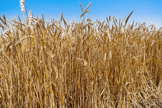 Golden wheat field in summer.