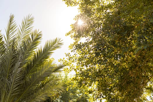 Beautiful Shady Green Leaf Tree And Palm Tree Against A Blue Sunny Sky Tropical Background. Beautiful Backdrop Tropic, Nature. Spa, Wellness or Tourism Concept. High quality photo
