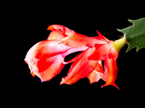 A close up studio photo of a Christmas Cactus flower set against a black background.