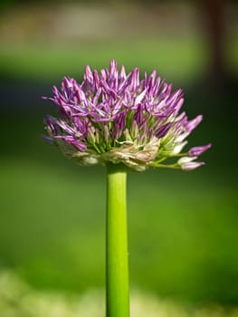 A macro photo of a purple flowering onion in Spokane, Washington.