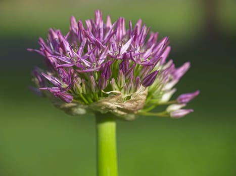 A macro photo of a purple flowering onion in Spokane, Washington.