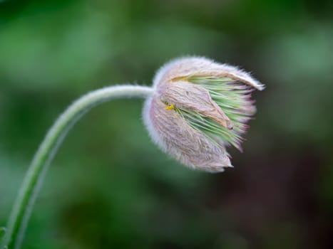 A macro photo of a pretty pasque flower in a public garden in Spokane, Washington.