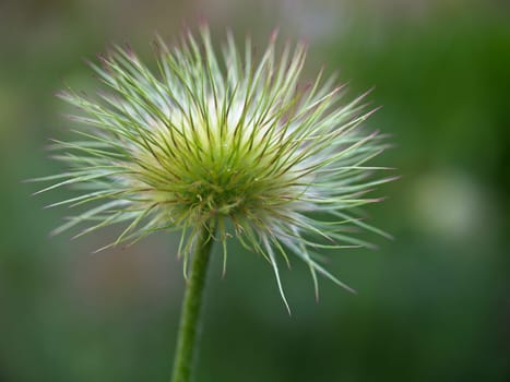 A macro photo of a pretty pasque flower in a public garden in Spokane, Washington.