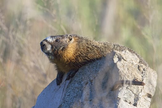 A small and cute hoary marmot soaks in the sun on a roack near Liberty Lake, Washington.