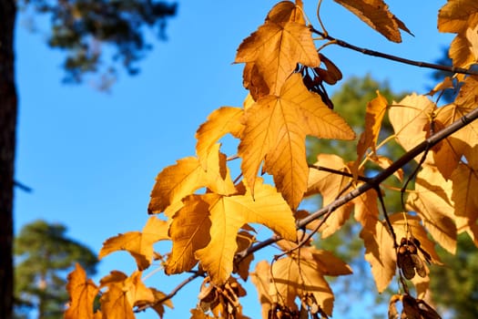 a tree or shrub with lobed leaves, winged fruits, and colorful autumn foliage, grown as an ornamental or for its timber or syrupy sap