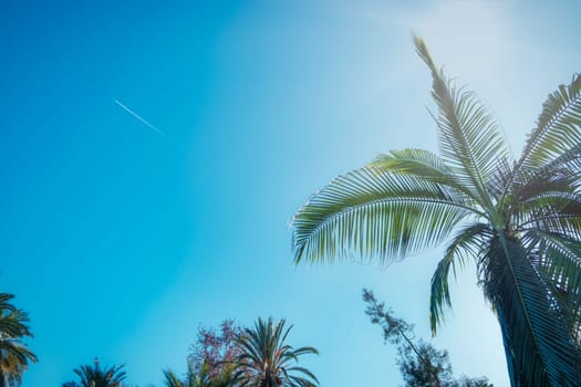 Bright sunny sky with silhouetted palm trees creating a tropical ambiance. Visible high altitude aircraft contrail download photo