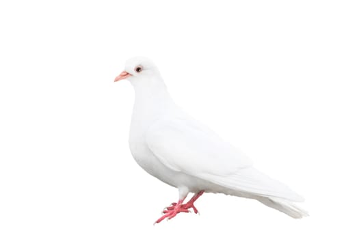 white dove stands isolated on white, bird of peace