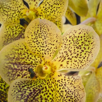 Beautiful Yellow orchids in the Botanical Garden in São Paulo, Brazil.