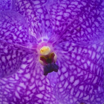 Close up from a beautiful Purple flower, at the Botanic Garden in São Paulo, Brazil.
