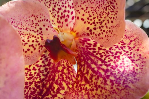 Beautiful orange orchids in the Botanical Garden in São Paulo, Brazil.