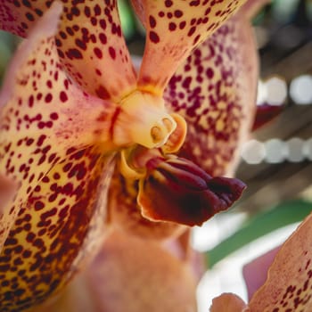 Beautiful orange orchids in the Botanical Garden in São Paulo, Brazil.