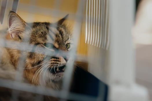 Caught by volunteers, a stray feline lacking a home expresses aggression with hisses and remains confined in a cage within a carrier.